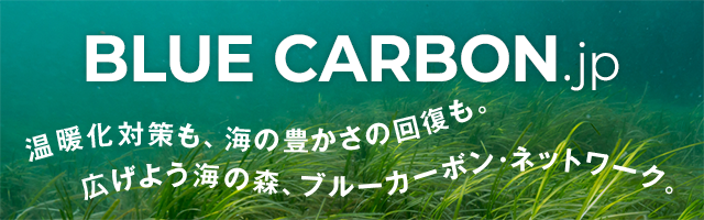 ブルーカーボン.jp 温暖化対策も、海の豊かさの回復も。広げよう海の森、ブルーカーボン・ネットワーク