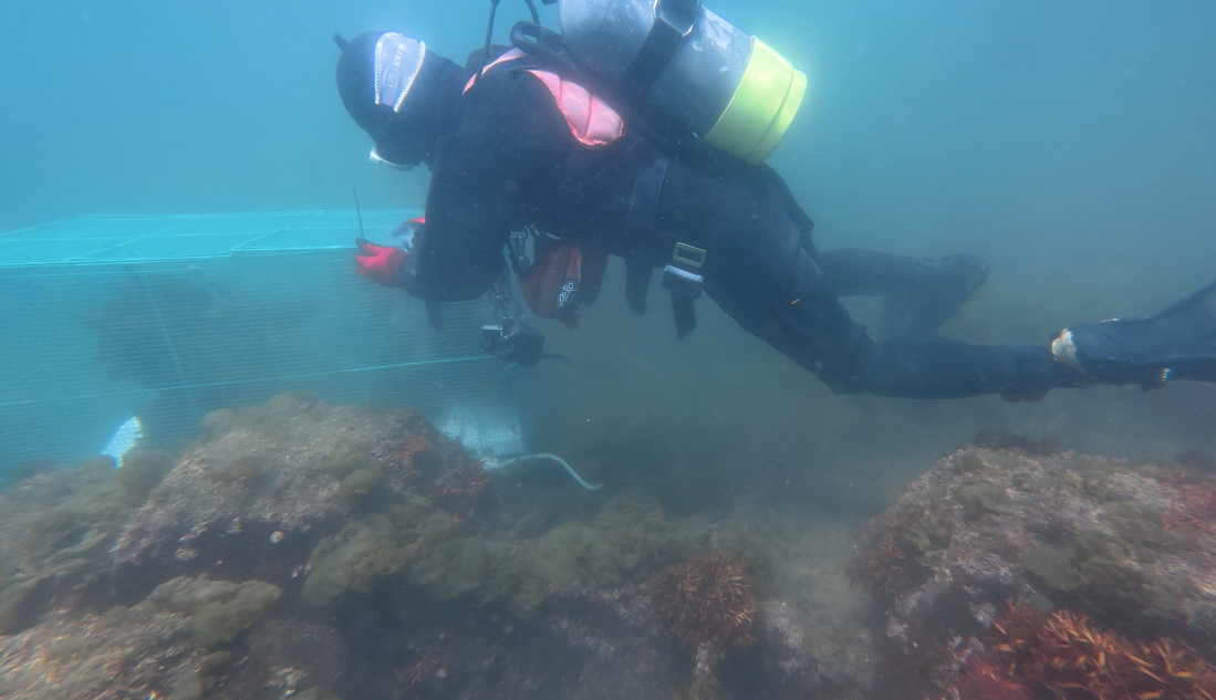 kajime ROV 2025-05-15 1.png