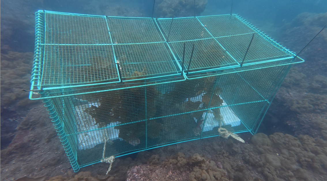 kajime ROV 2025-05-22 3.png